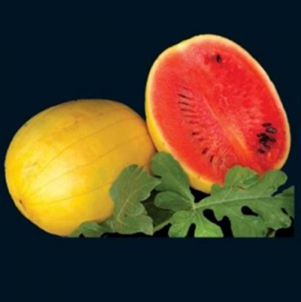 Golden Midget Watermelon 10 seeds